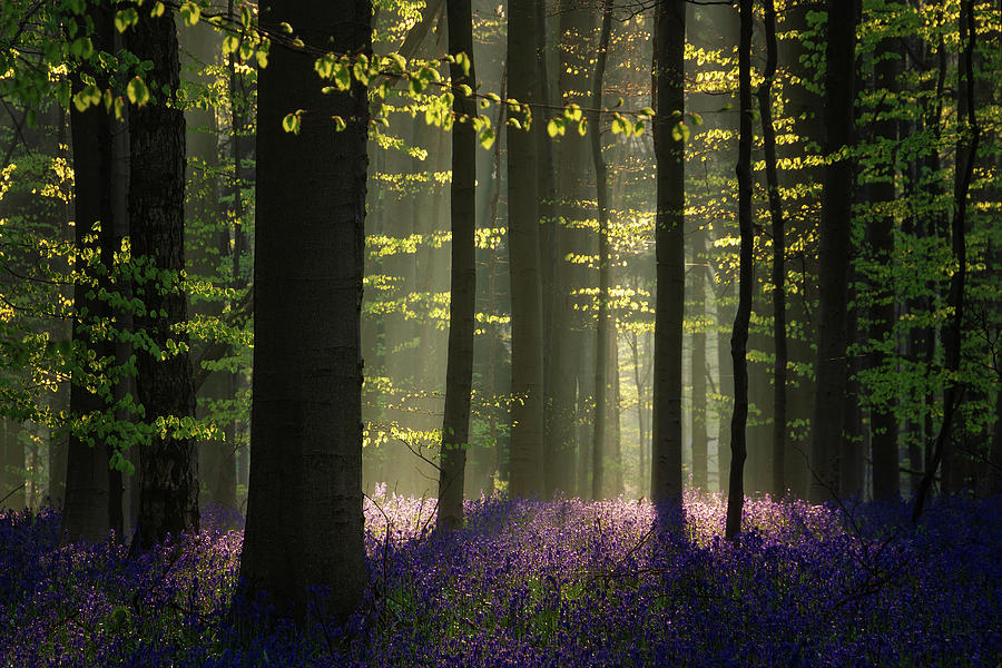 Forest Photograph - The bluebells by Martin Podt