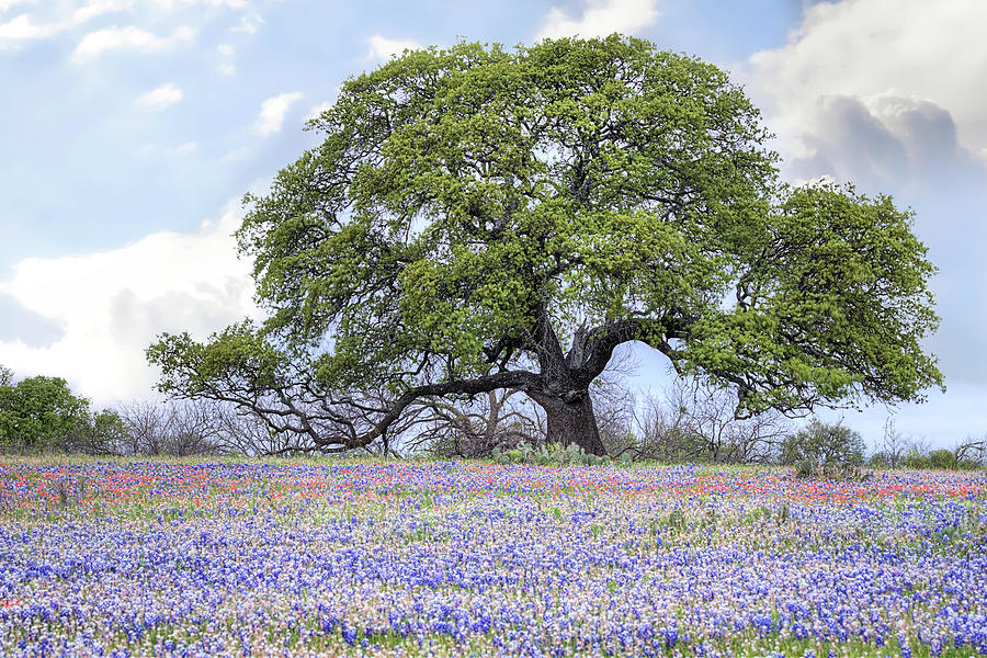 The Bluebonnet Oak Photograph by JC Findley