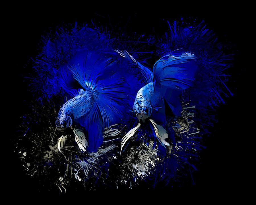Fish Digital Art - The Blues Brothers Betta Fish by Scott Wallace Digital Designs