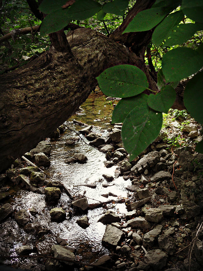 The Bluesy Bubbling Brook Photograph by Cyryn Fyrcyd