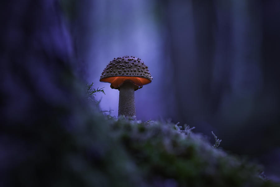 Nature Photograph - The Blusher Mushroom by Kutub Uddin