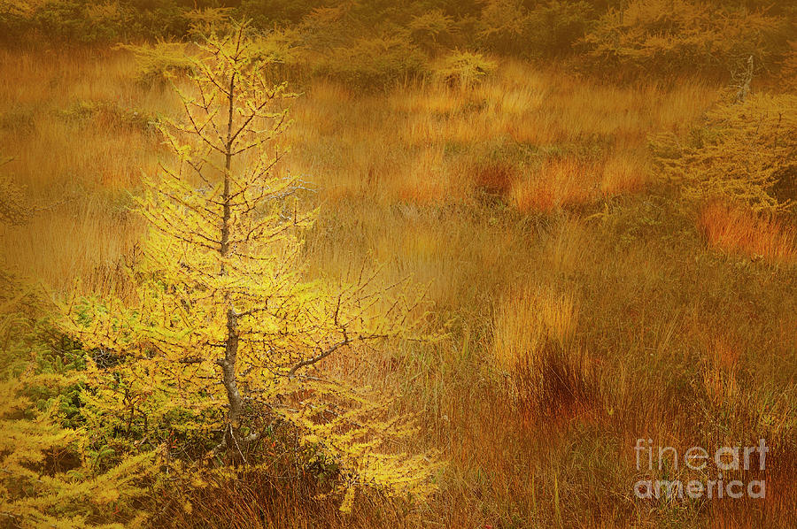 The Bog by Scott Kemper The Bog by Scott Kemper