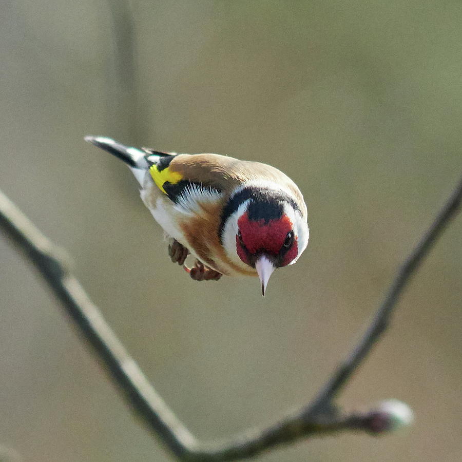 The Bomb. European goldfinch Photograph by Jouko Lehto