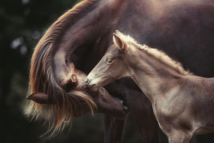 Horse Photograph - The Bond by Heike Willers