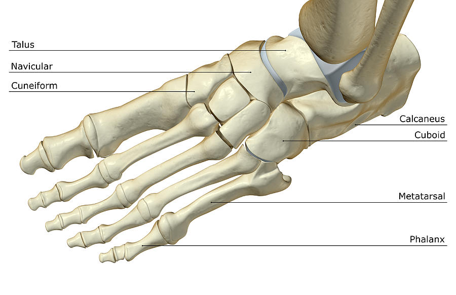 The Bones Of The Foot Digital Art by Medicalrf.com