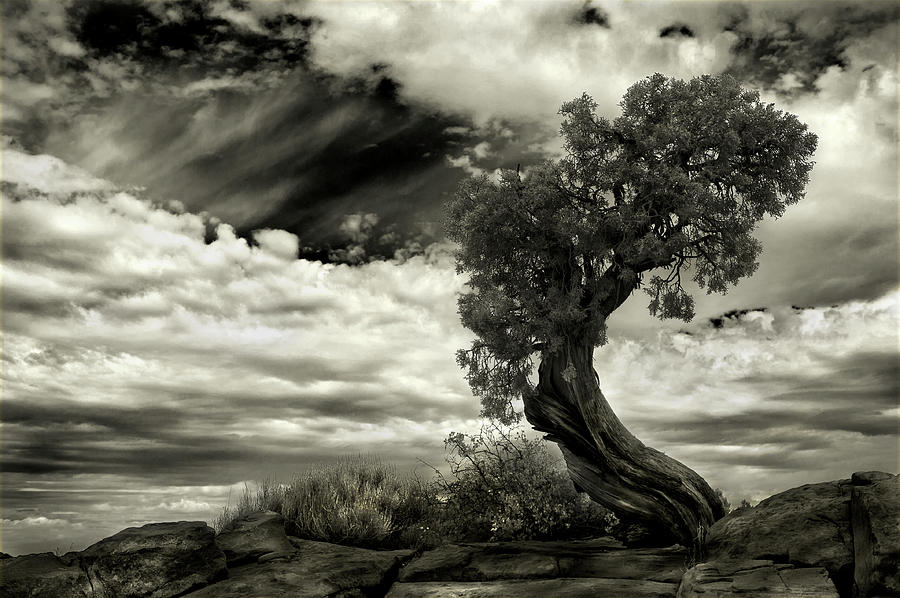 Tree Photograph - The Boss by Jerome Zakka Bajjani
