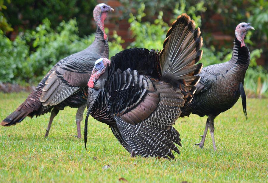 The Boss Wild Turkey 1 Photograph by Roy Erickson - Fine Art America