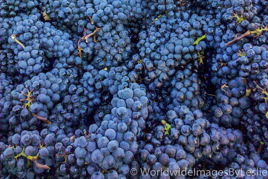 A Zillion grapes now thats alot Photograph by Leslie Struxness