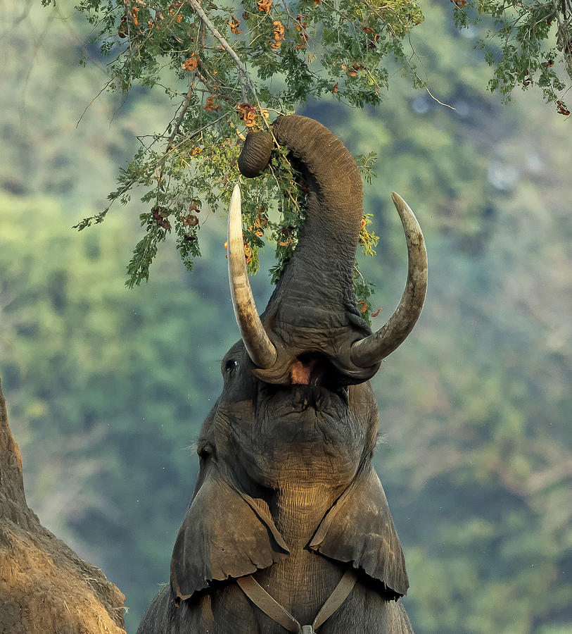 The Branch And The Elephant Photograph by Giuseppe Damico