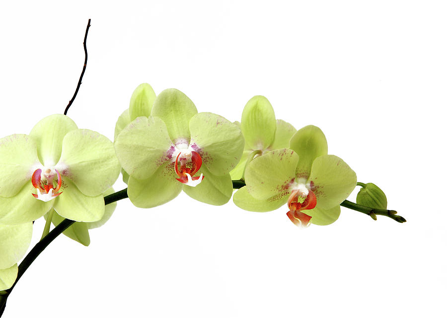 The Branch Of A Flowering Orchid Photograph by Nicholas Eveleigh