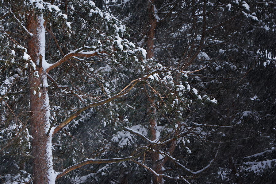 The Branche Of A Pine Trees Are Covered With Snow During A Snowstorm Photograph