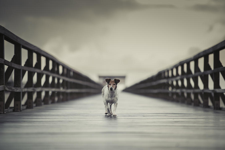 Dog Photograph - The Bridge by Heike Willers