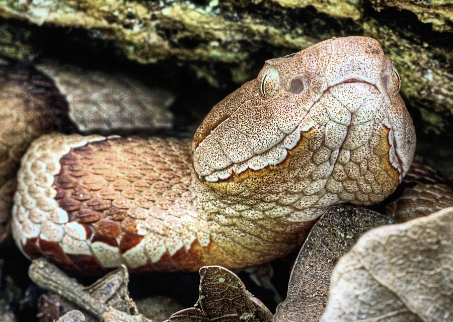 The Broad Banded Copperhead Photograph by JC Findley