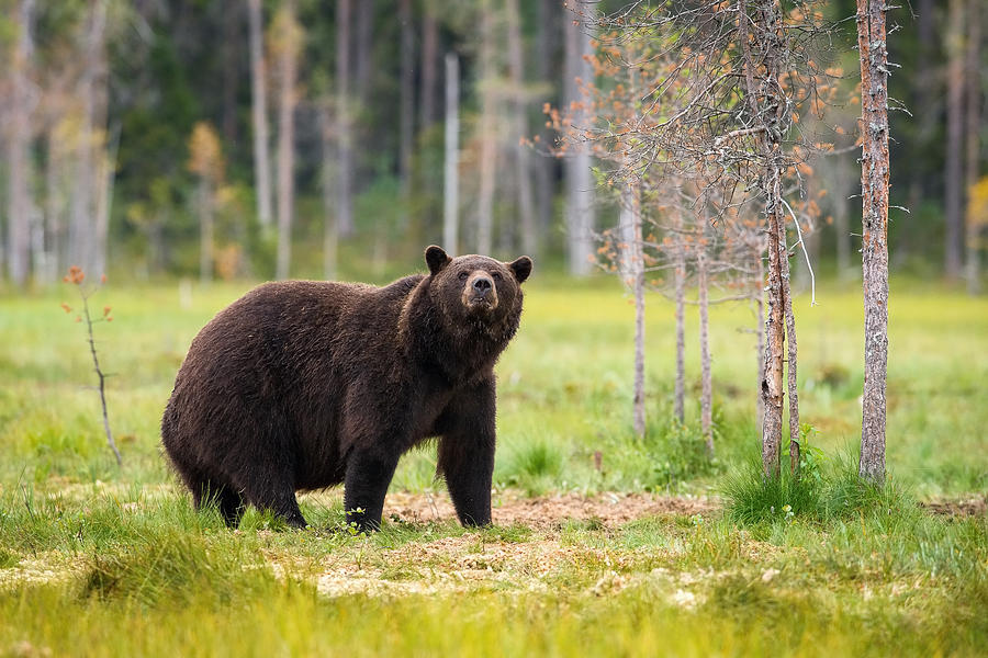 Tree Photograph - The Broown Bear, Ursus Arctos by Petr Simon