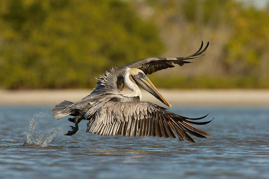 Pelican Photograph - The Brown Pelican, Pelecanus Occidentalis by Petr Simon