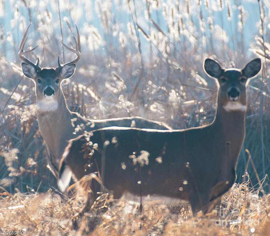 The Buck and Doe Photograph by David Taylor