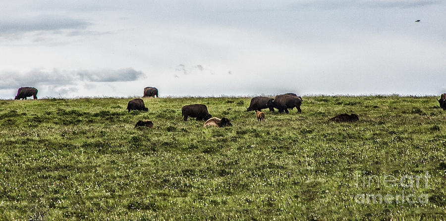 The Buffalo Still Roam Photograph by Kathy McClure