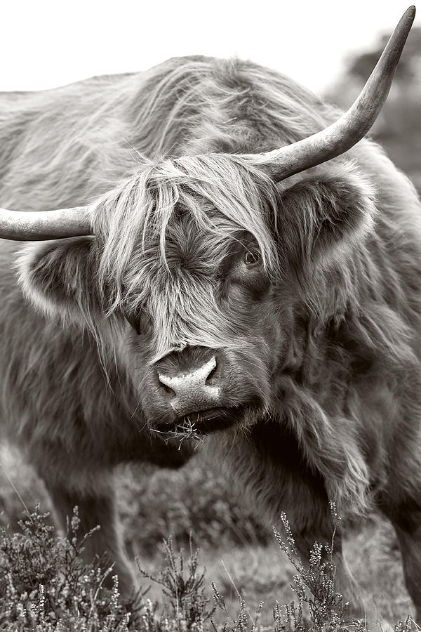 Cow Photograph - The Bull by Jacky Parker