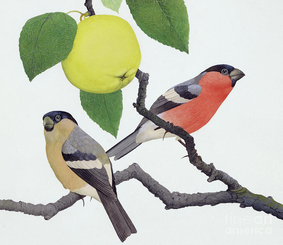 The bullfinch Painting by Kenneth Lilly