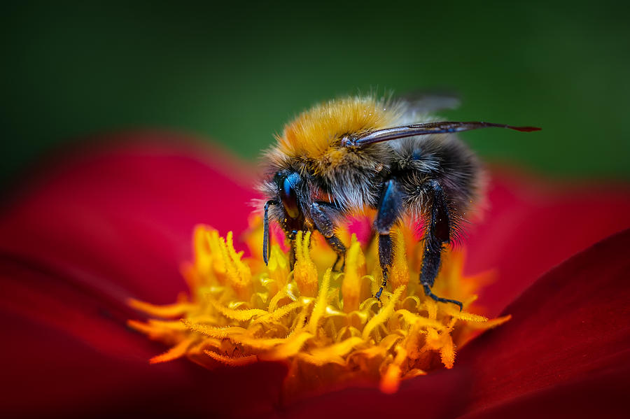 Macro Photograph - The Bumbelbee by Benny Pettersson