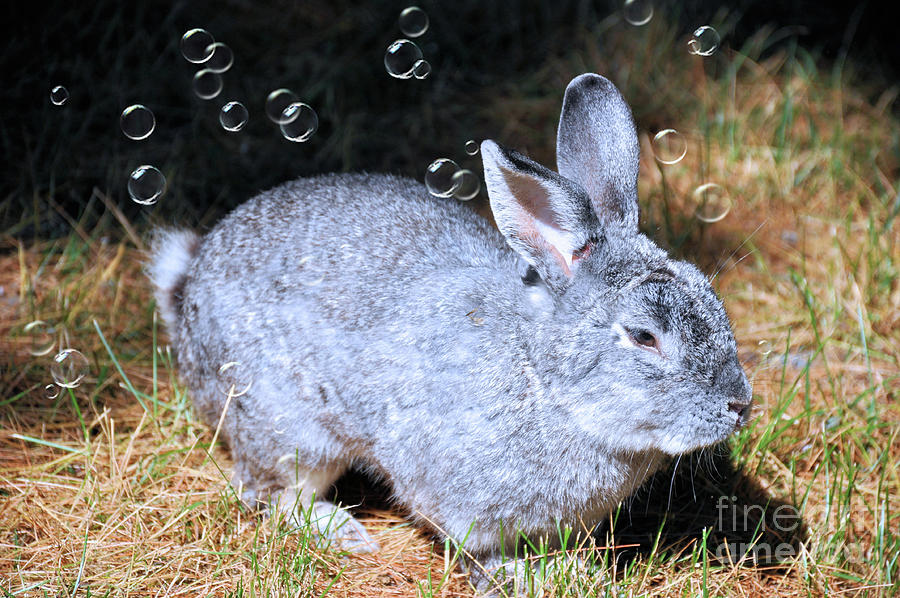 The Bunny and Bubbles Photograph by Elaine Manley