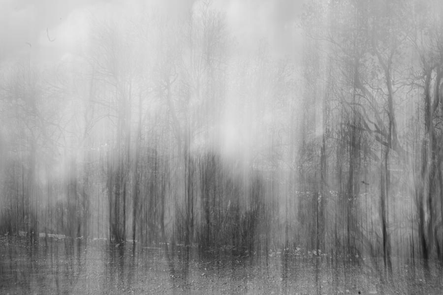 The Burnt Forest Photograph by Dov Fuchs
