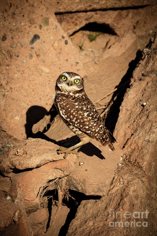 Owl Photograph - The Burrowing Owl by Robert Bales
