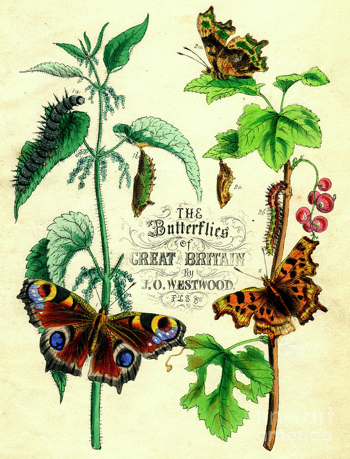 The Butterflies Of Great Britain, C1855 Drawing by Print Collector