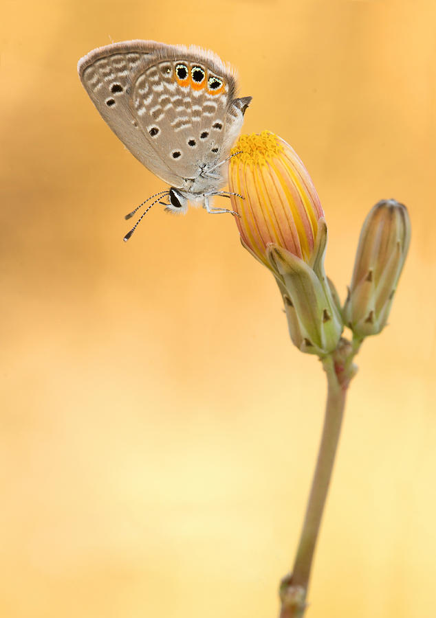 The Butterfly Photograph by Ali Akbar Khandan