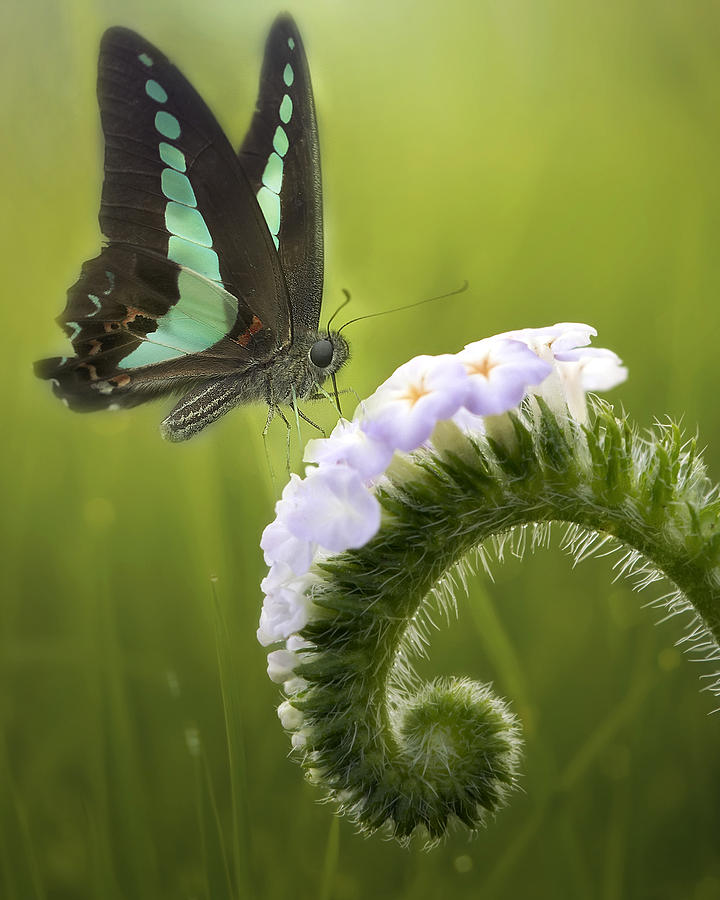 Butterfly Photograph - The Butterfly And The Flowers by Fauzan Maududdin