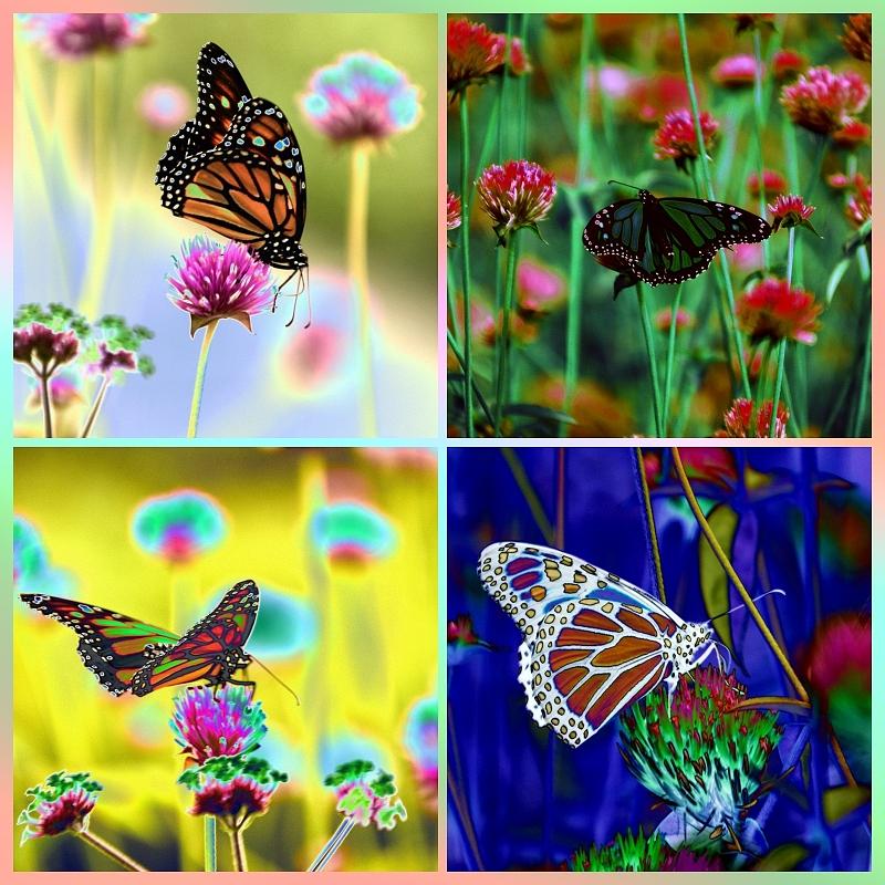 THE BUTTERFLY COLLECTION 1. by Tom Kelly THE BUTTERFLY COLLECTION 1. by Tom Kelly