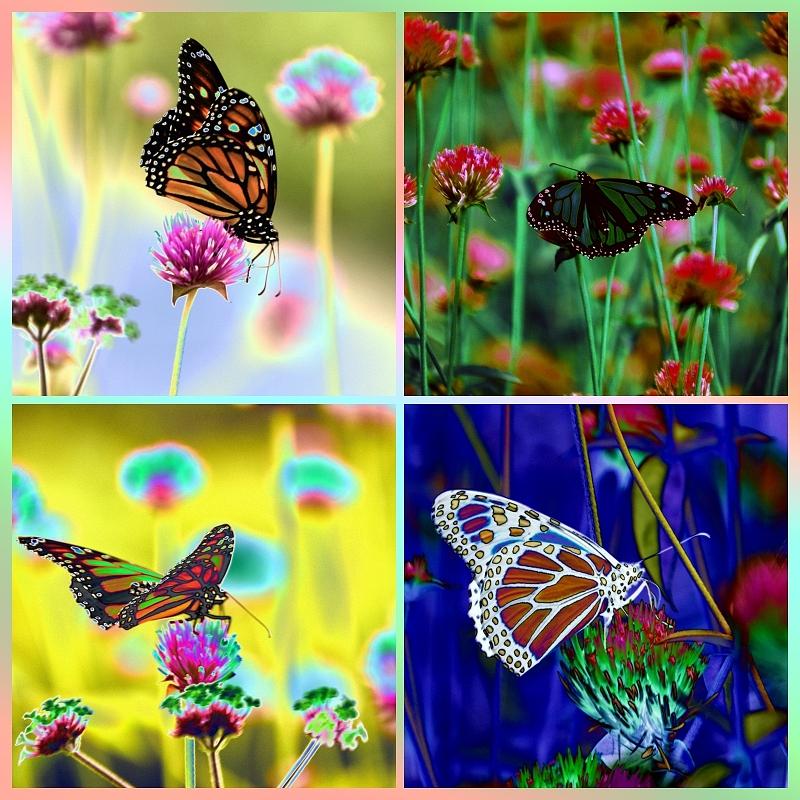 The Butterfly Collection 1. Photograph by Tom Kelly