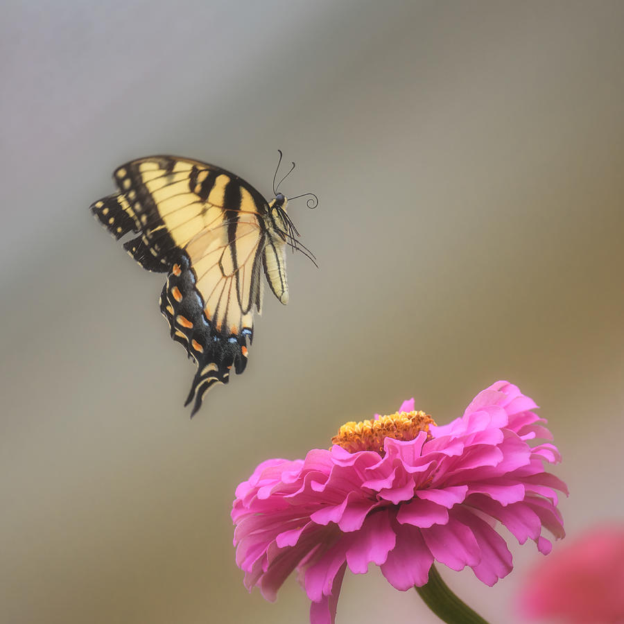 The Butterfly Dance Photograph by Li Chen