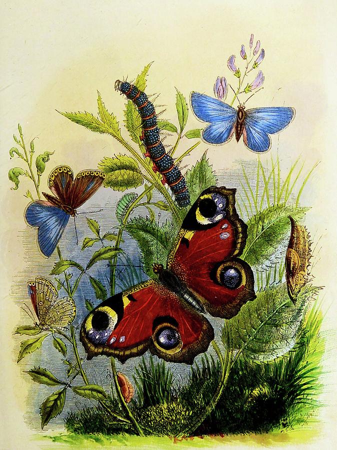 The Butterfly Vivarium Or Insect Home Pl 1 Painting by Henry Noel Humphreys