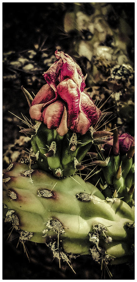 The Cactus Blooms At Midnight Photograph by Shirley Anderson - Pixels