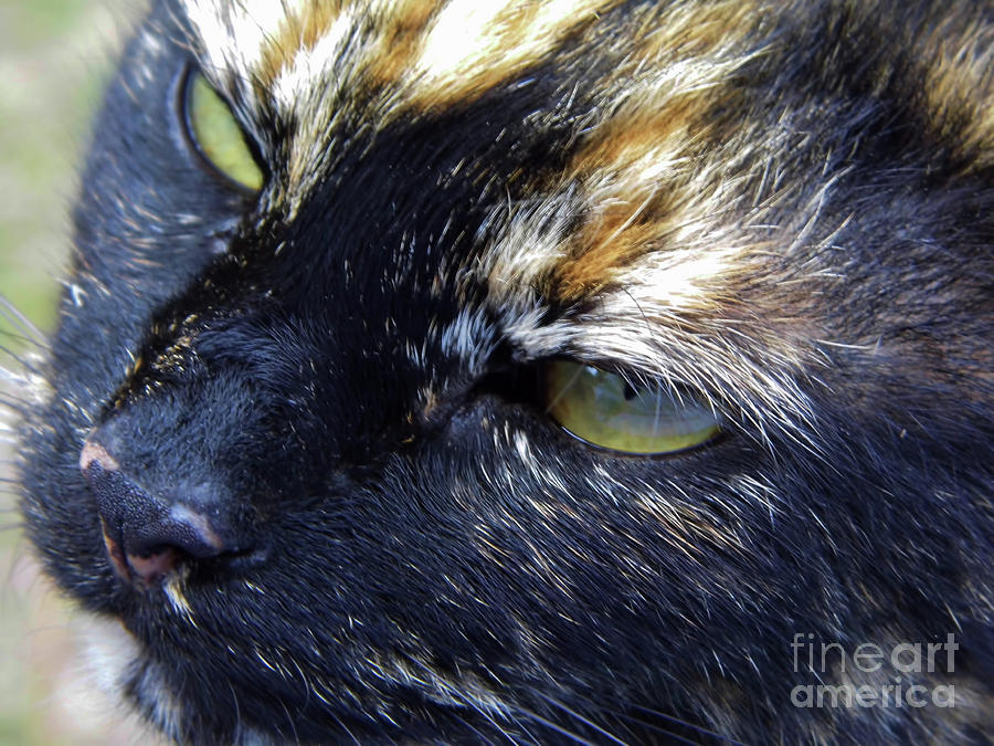 The Calico Nose Photograph by D Hackett