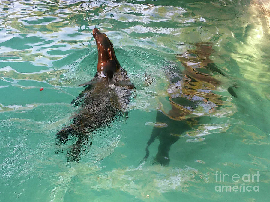 The California Sea Lion Photograph by Jasna Dragun