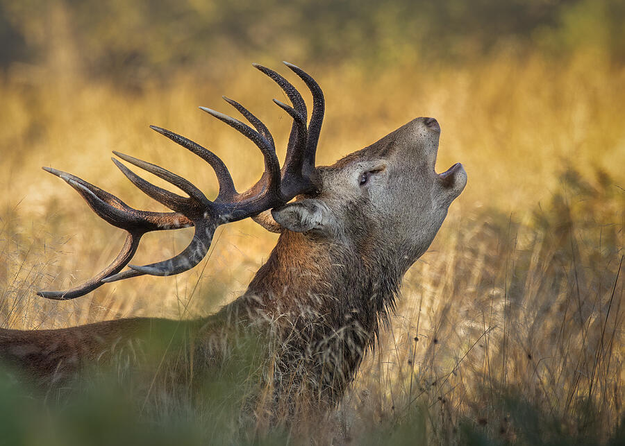 The Calling Photograph by Kieran O Mahony - Fine Art America