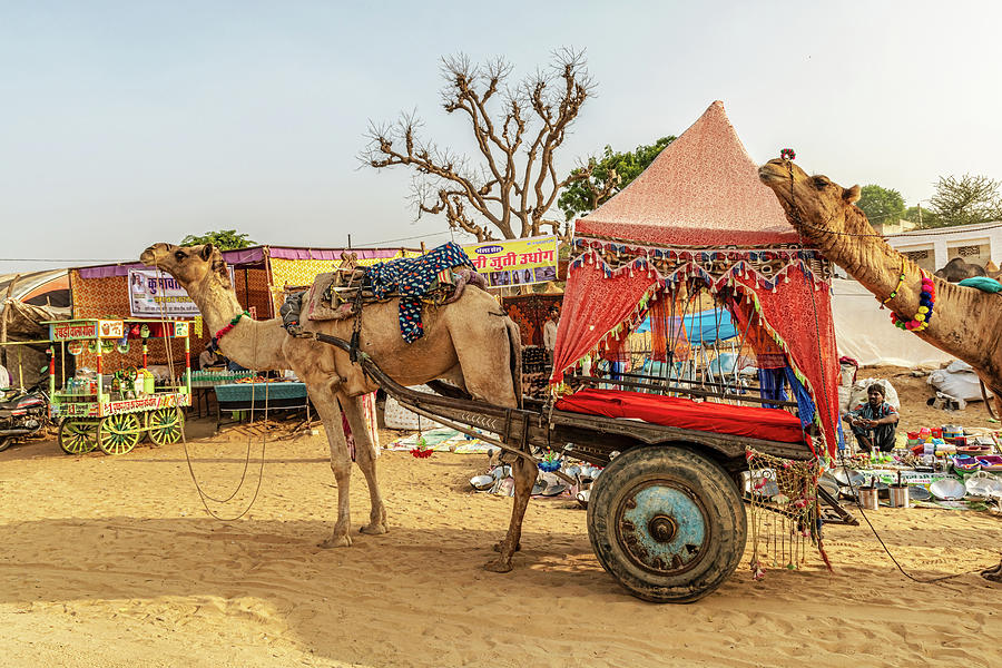 the camel cart in Pushkar fair in Rajasthan, India. Photograph by Marek  Poplawski - Pixels