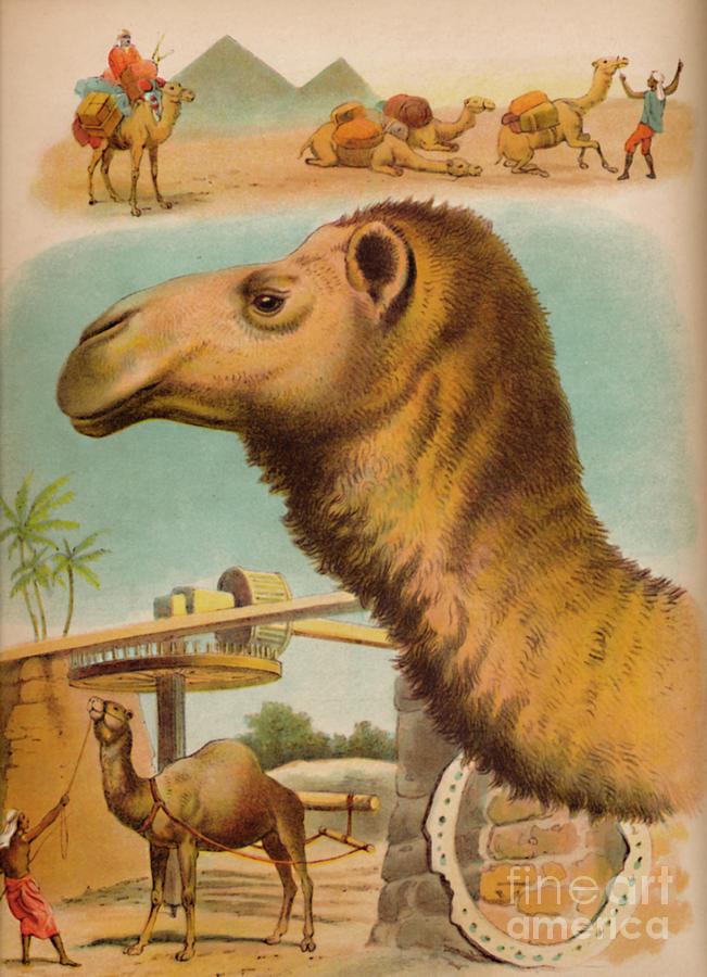 The Camel Circa 1900 Drawing by Print Collector