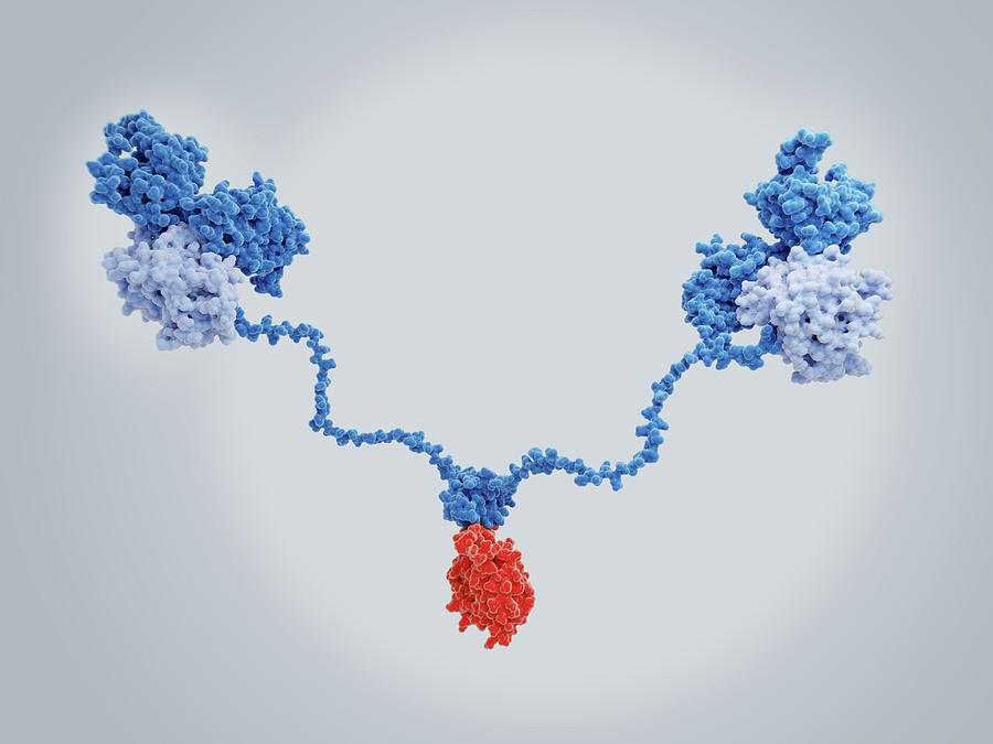 The Camp-dependent Protein Kinase Photograph by Juan Gaertner
