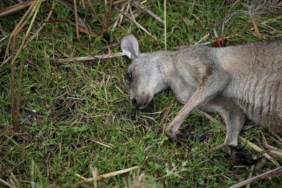 The Carcass of a Kangaroo Lies Photograph by Tracey Nearmy - Fine Art ...