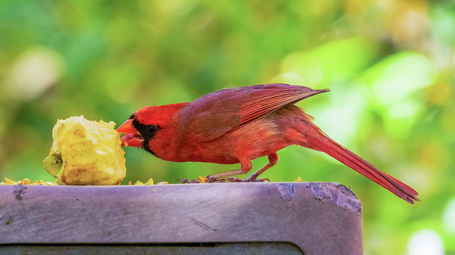 The Cardinal and the Apple by Brian Caldwell The Cardinal and the Apple by Brian Caldwell