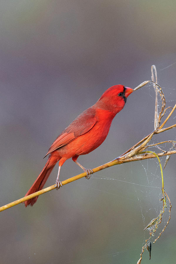 The Cardinal by Kenny Nobles The Cardinal by Kenny Nobles