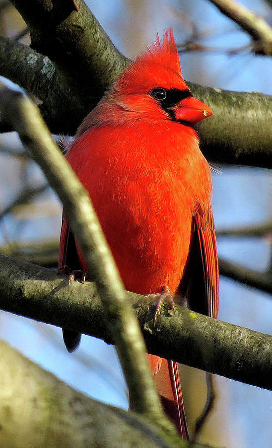 The Cardinal Photograph by Linda Stern