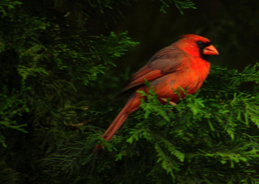 The Cardinal Photograph