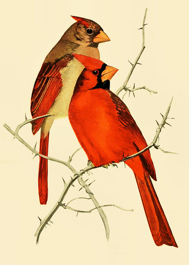 The Cardinals Digital Art by Steve Taylor