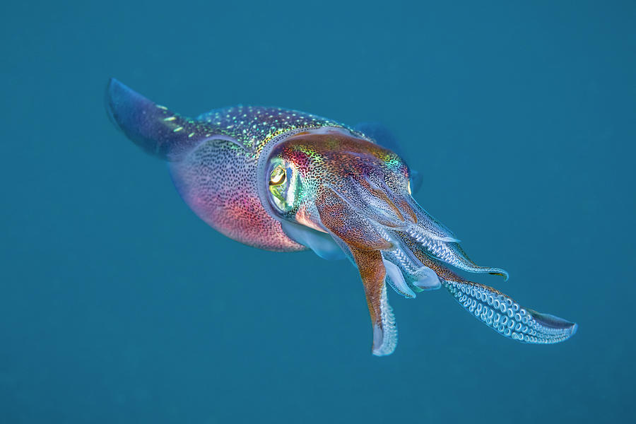 The Caribbean Reef Squid  Sepioteuthis Photograph by Dave Fleetham