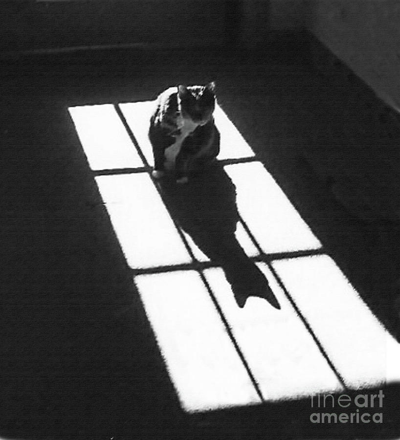 The cat runs away. "The Shadow of the Cat" (призрак кота, 1961).