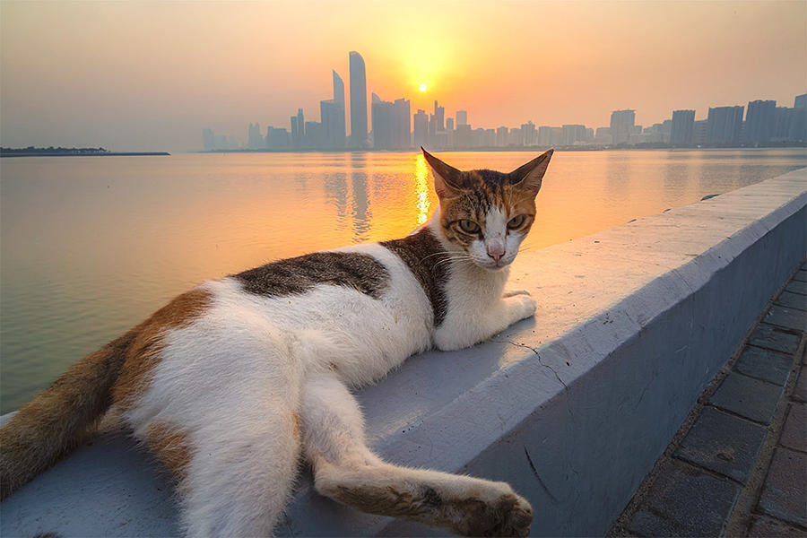 Skyline Photograph - The Cat At Dawn by Souvik Banerjee